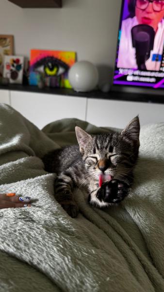 Lilo
