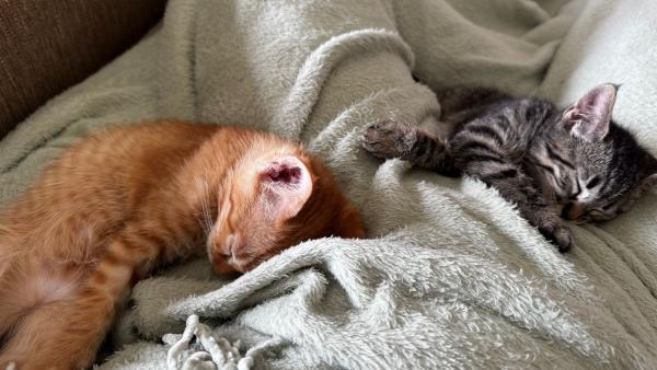 Lilo