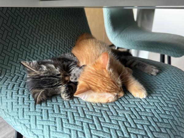 Lilo