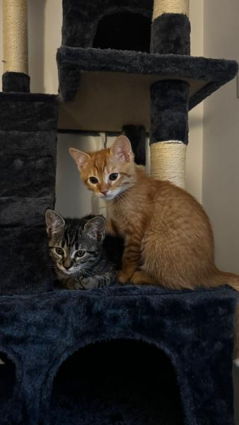 Lilo