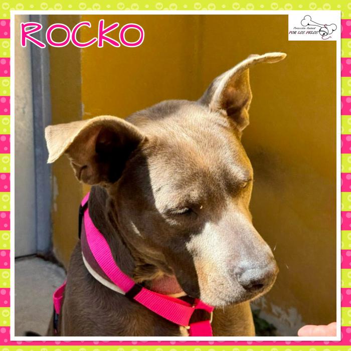Rocko