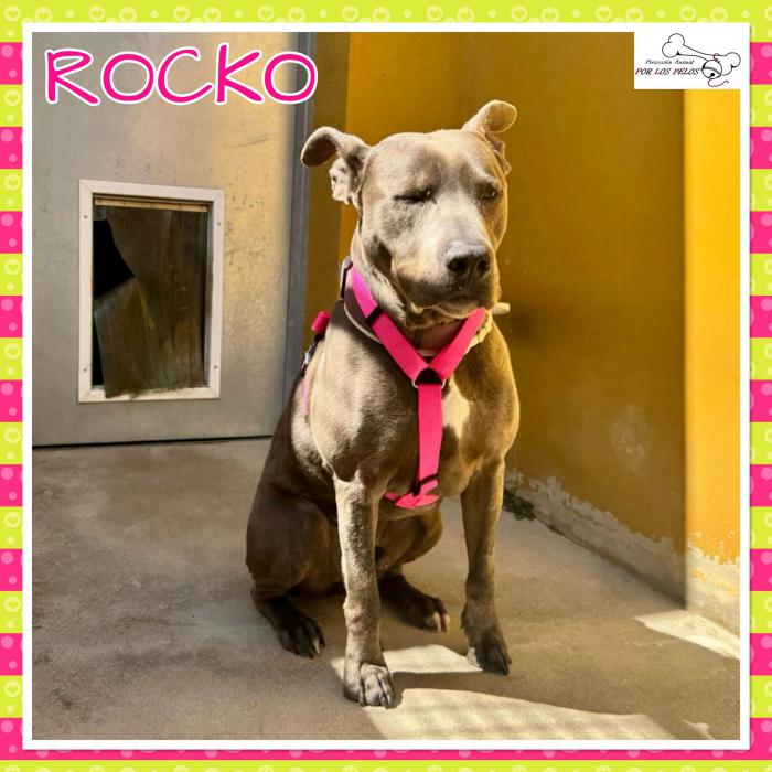 Rocko