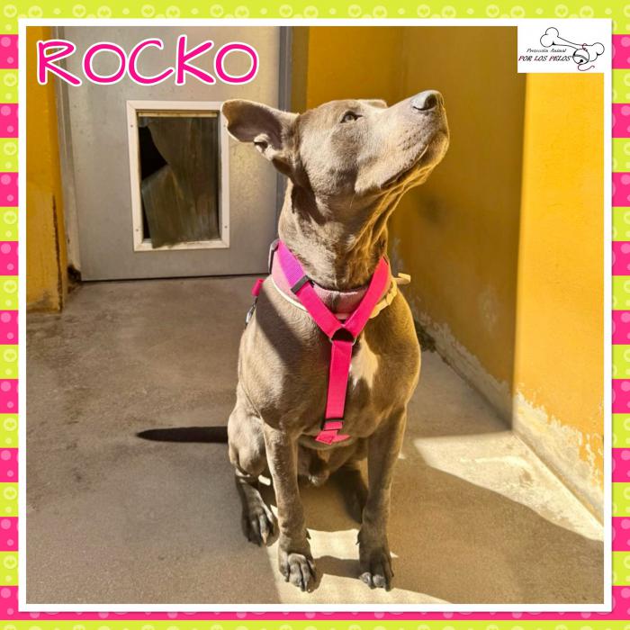 Rocko