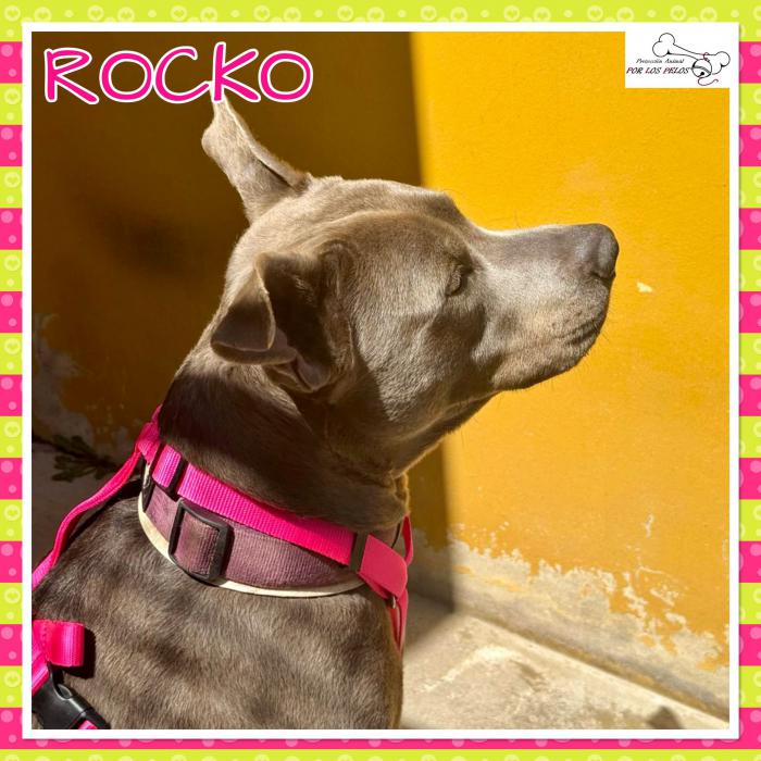 Rocko