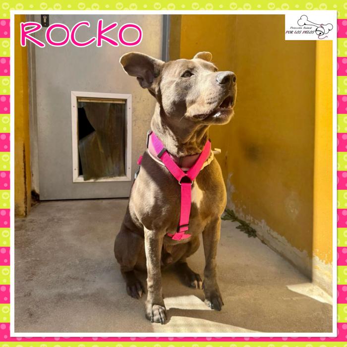 Rocko