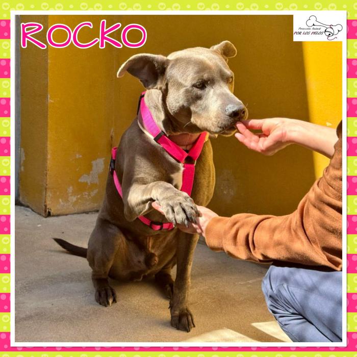 Rocko