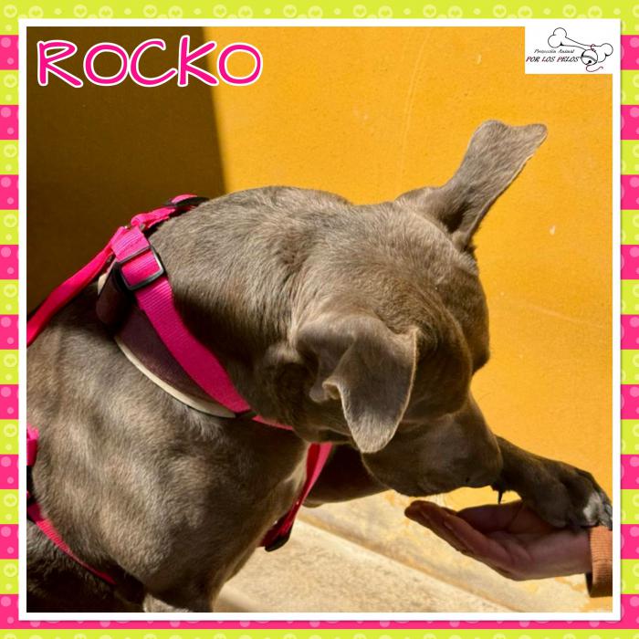 Rocko