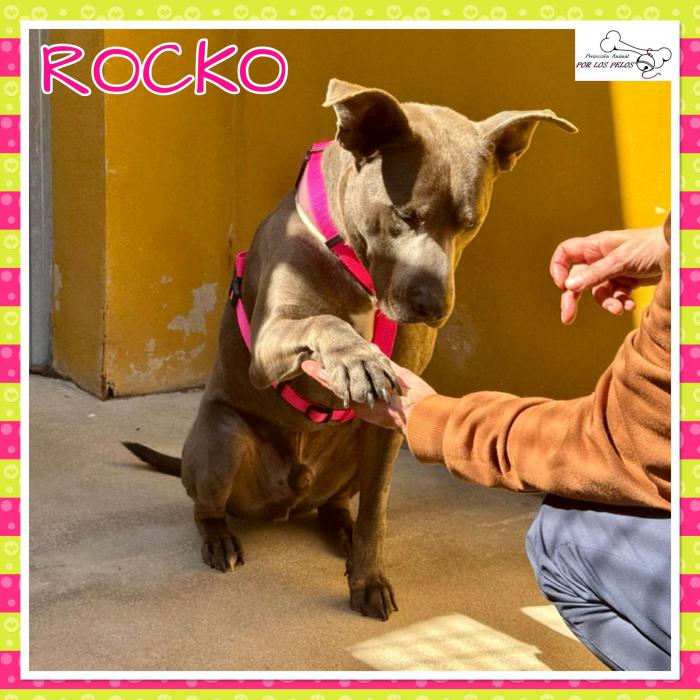 Rocko