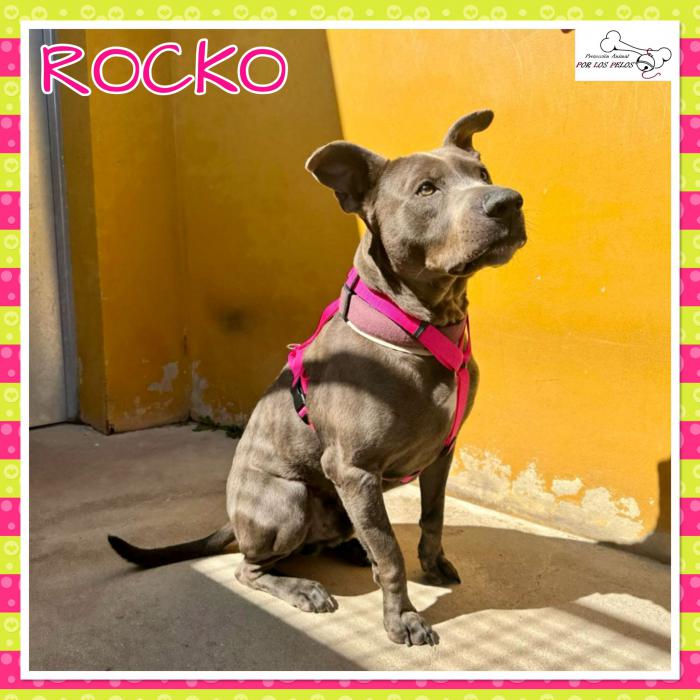 Rocko