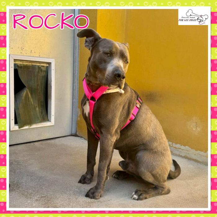 Rocko