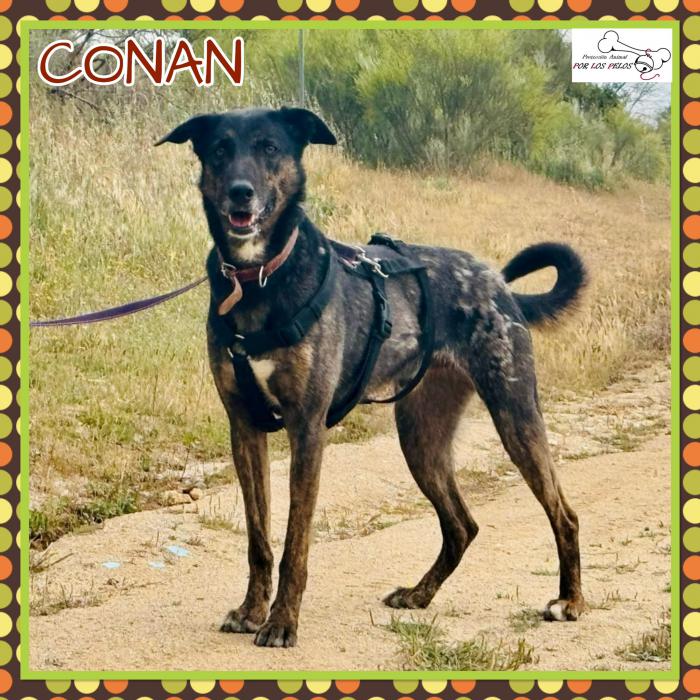 Conan
