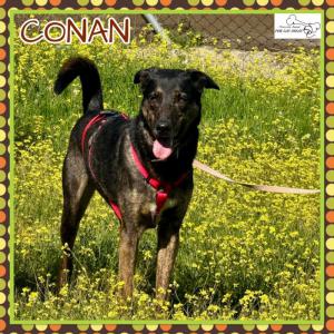 Conan