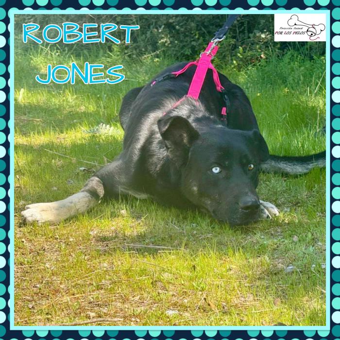 Robert Jones