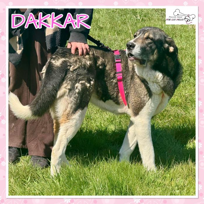 Dakkar