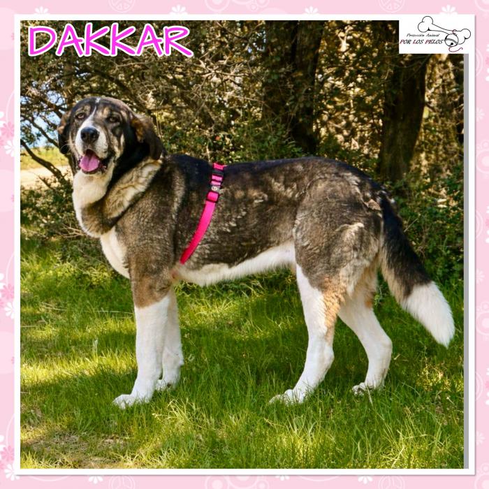 Dakkar