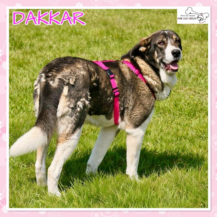 Dakkar