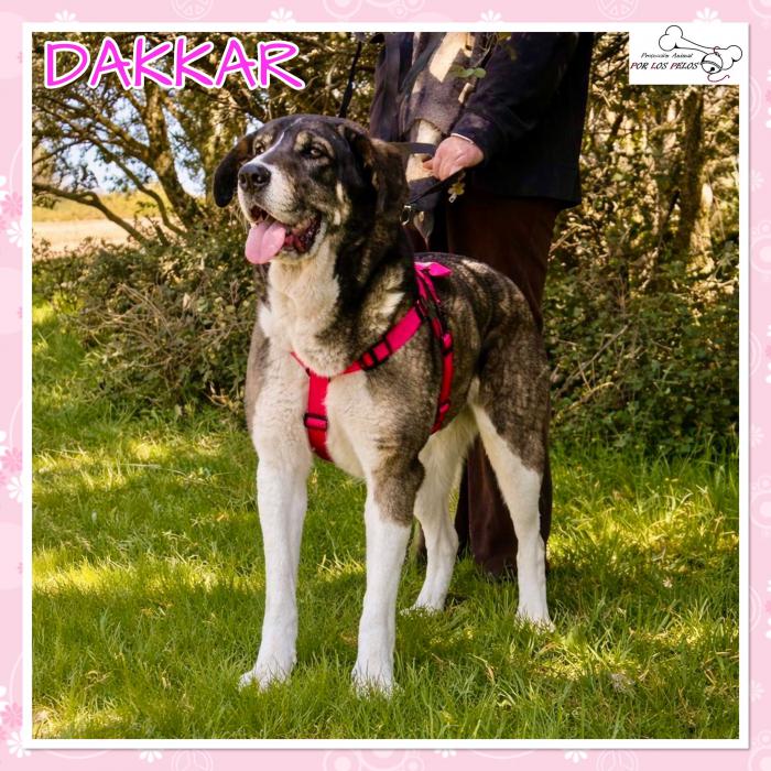 Dakkar