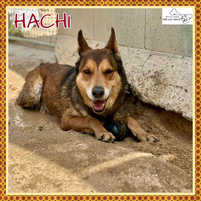Hachi