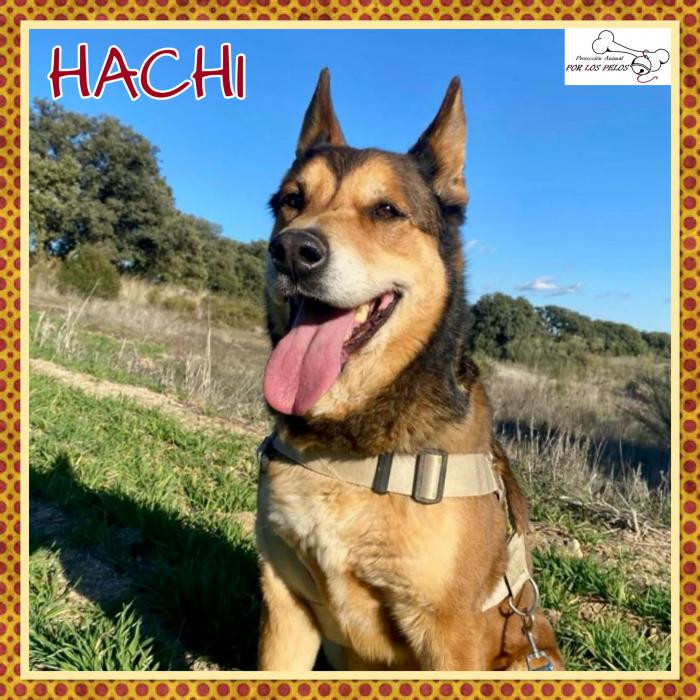 Hachi