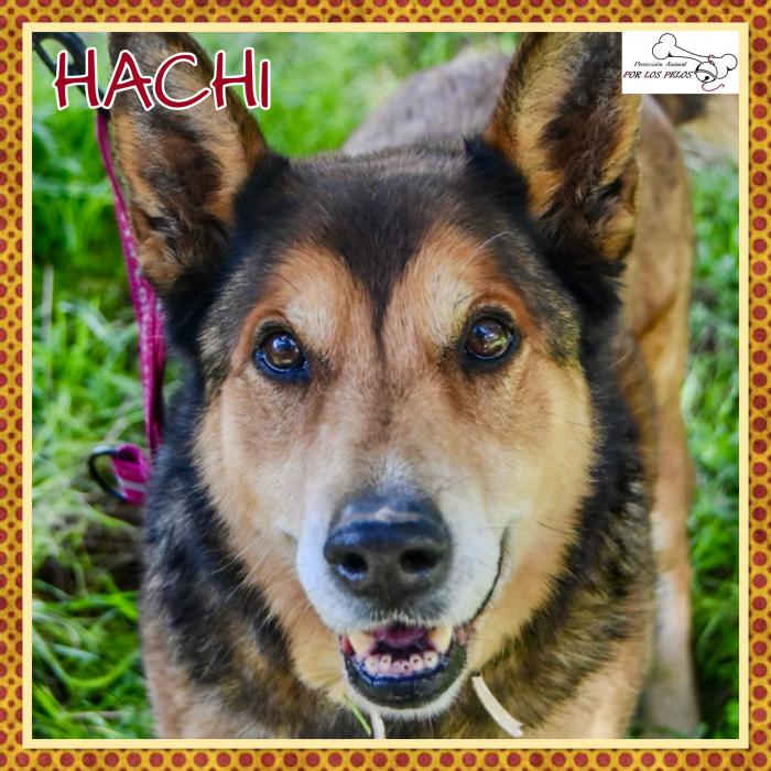 Hachi