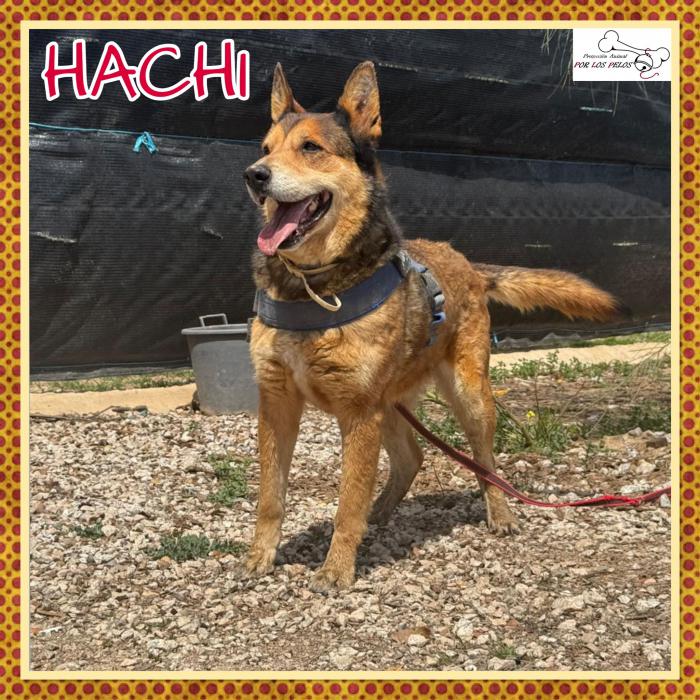 Hachi