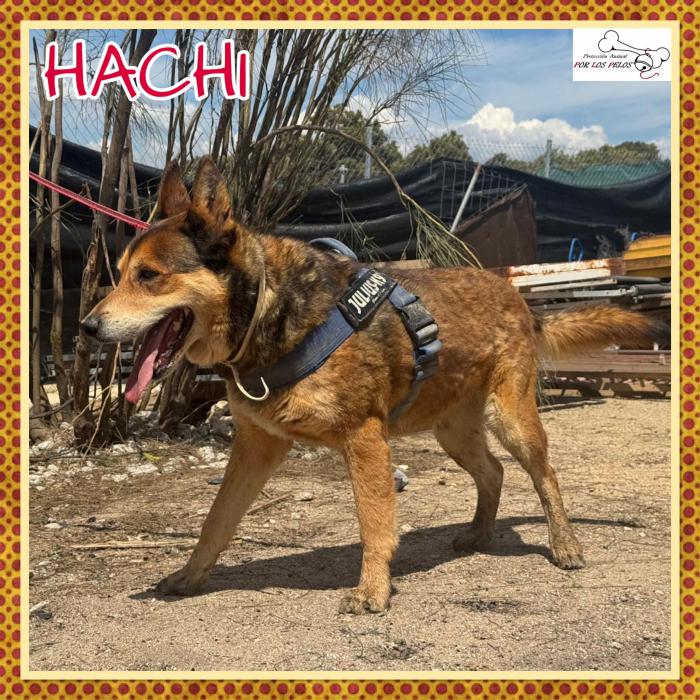 Hachi