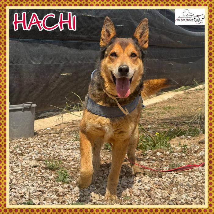 Hachi