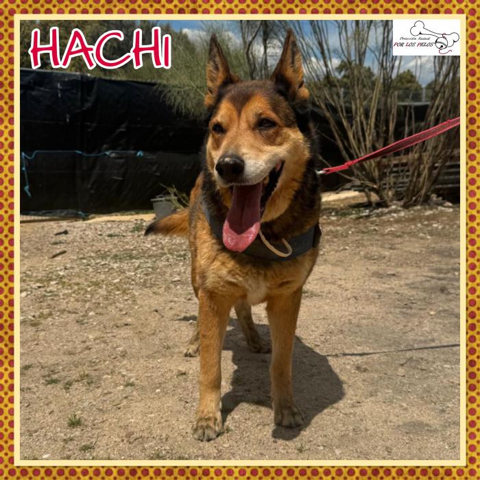 Hachi