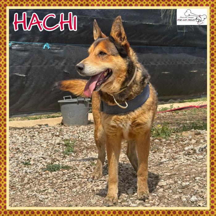 Hachi