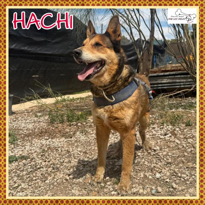 Hachi