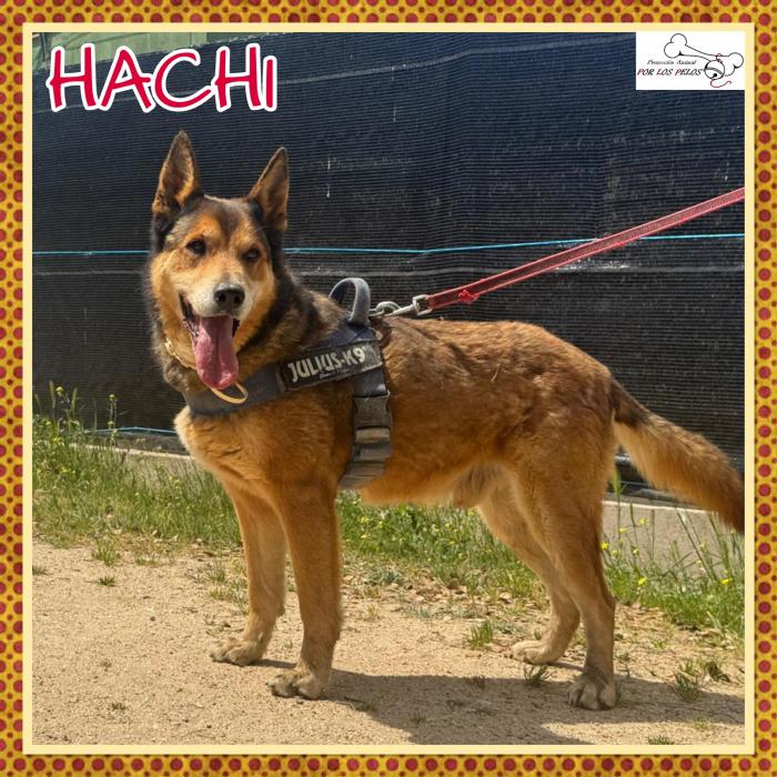 Hachi