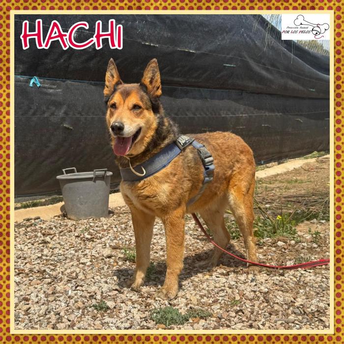 Hachi