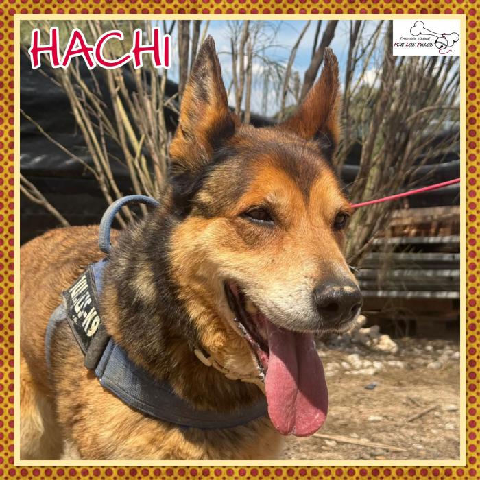 Hachi