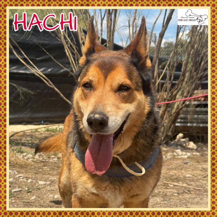 Hachi