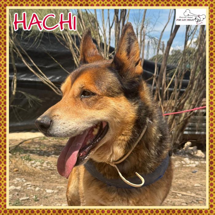 Hachi