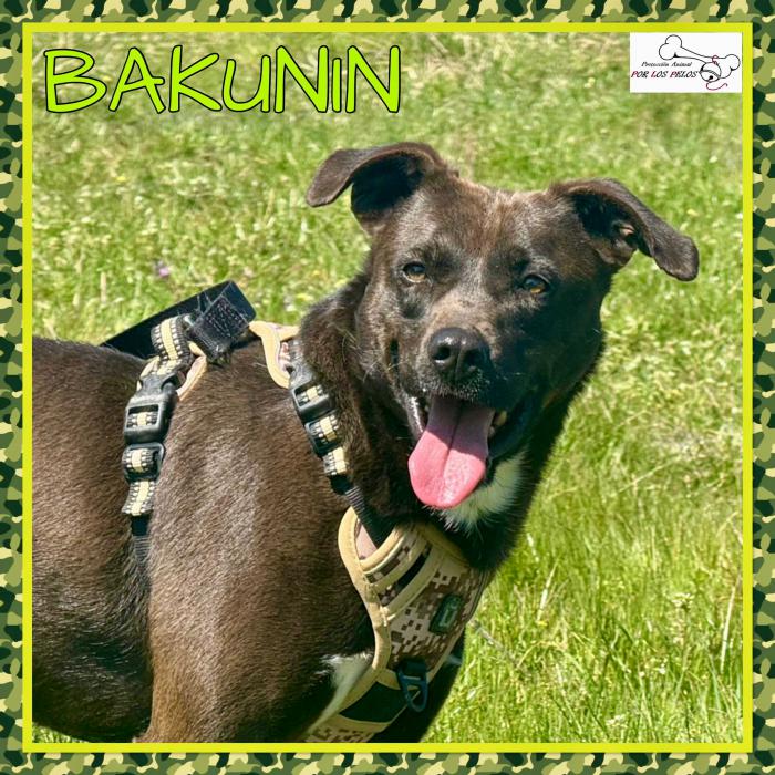 Bakunin