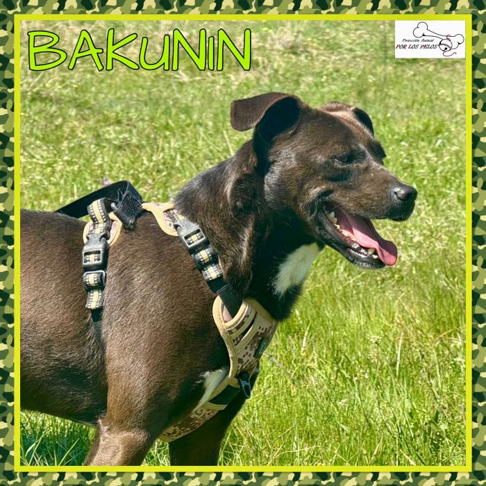 Bakunin