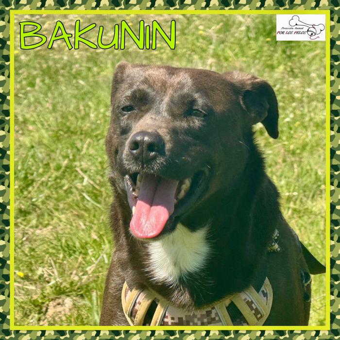 Bakunin