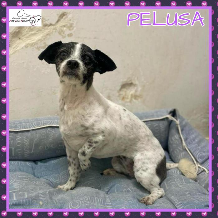 Pelusa 