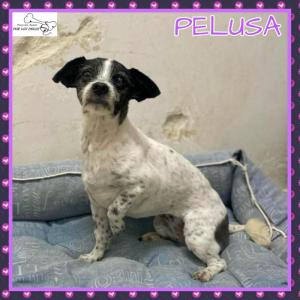 Pelusa 