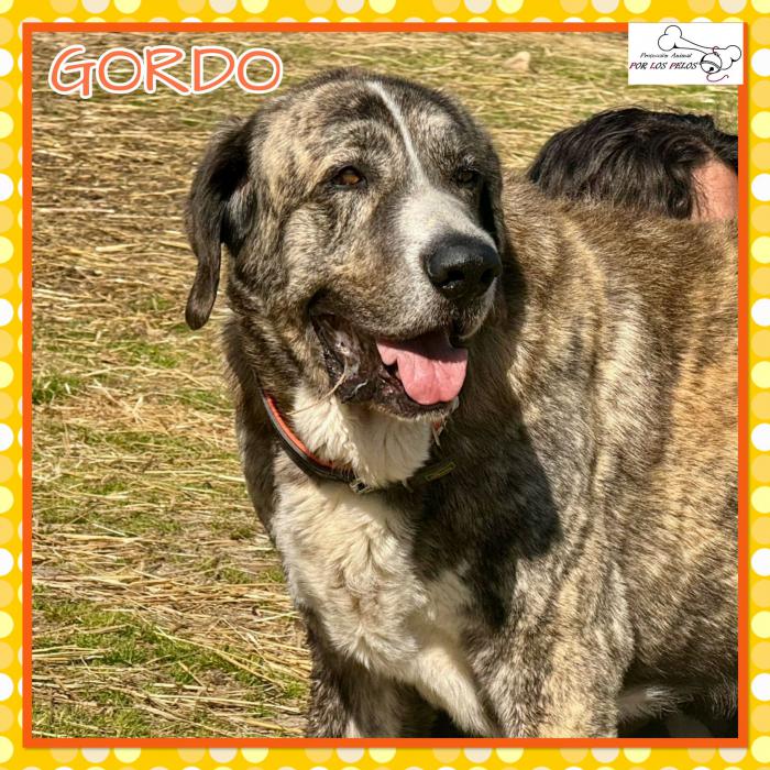Gordo