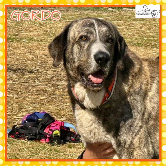 Gordo