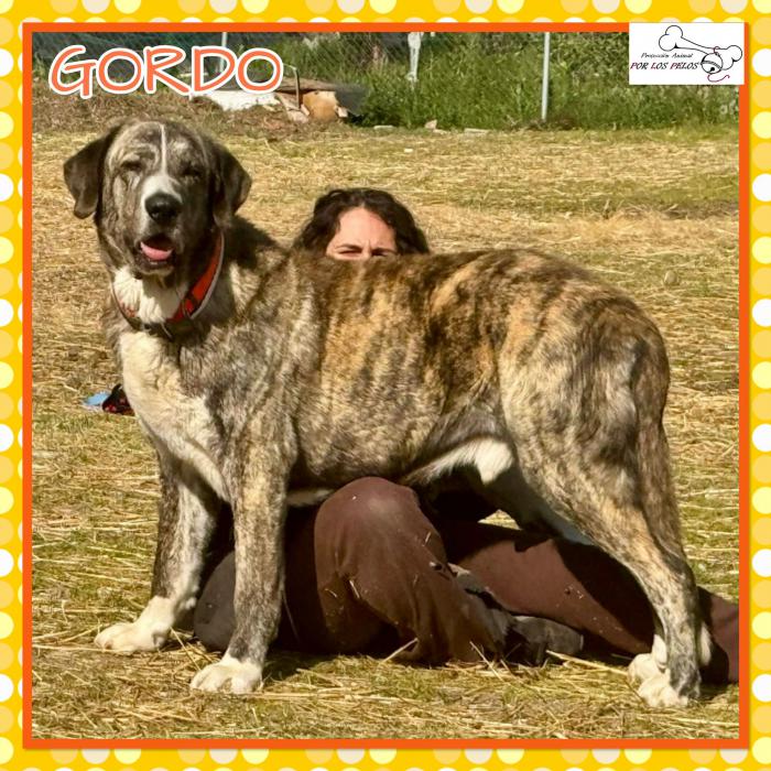 Gordo
