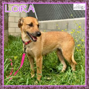 Loira