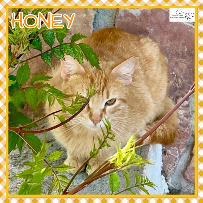 Honey