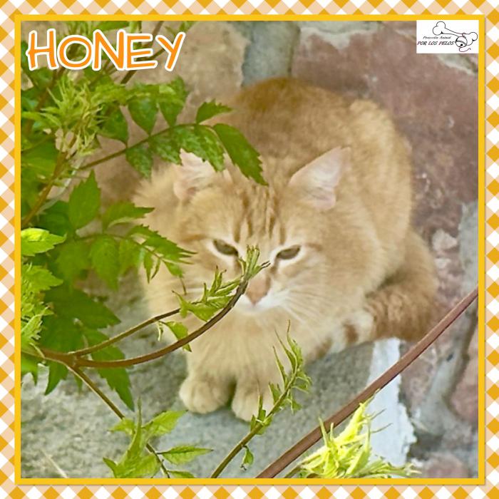 Honey