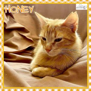Honey