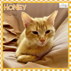 Honey