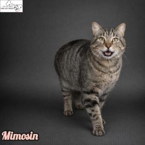 Mimosin