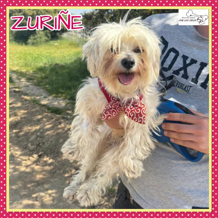 Zuri&ntilde;e